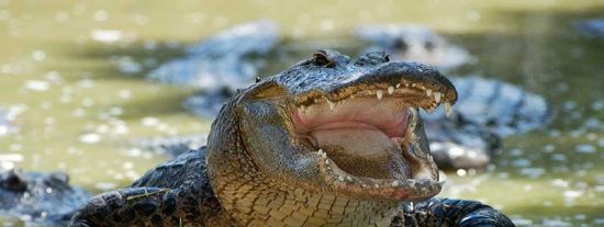 El estramb&oacute;tico final del 'cocodrilo del Pisuerga': ni caim&aacute;n, ni nutria ni nada