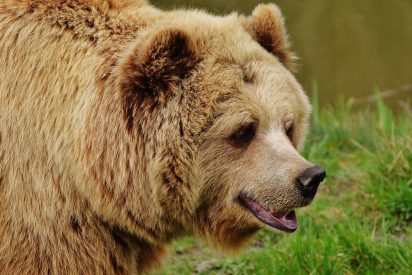 El oso glot&oacute;n encuentra una vaca paseando y se la zampa
