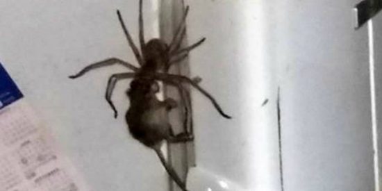 La ara&ntilde;a gigante