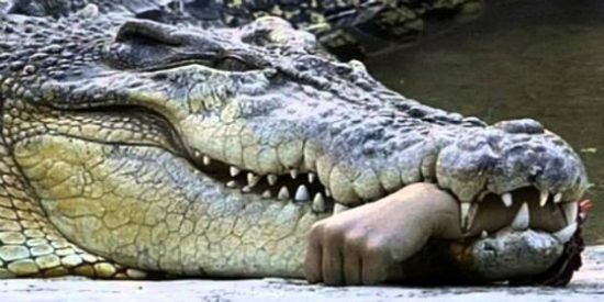 La pedazo de chula que espanta a un feroz cocodrilo con una chancla