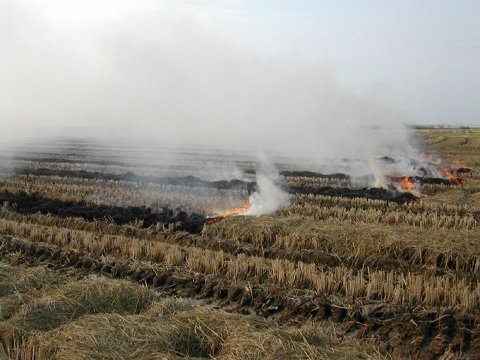 Agricultura Y Ganader a Publica La Orden Que Autoriza La Quema De agricultura-y-ganader-a-publica-la-orden-que-autoriza-la-quema-de