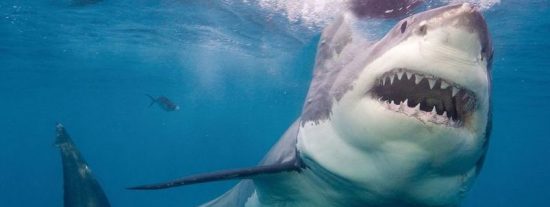 Reunión: La isla de los tiburones asesinos