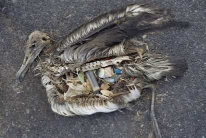 La ciencia explica por qu&eacute; las aves comen pl&aacute;stico