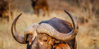 El b&uacute;falo valiente, el pel&iacute;cano trag&oacute;n y los monos pegones: 15 brutales peleas animales