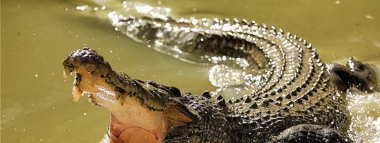 Cocodrilos: los 5 saurios m&aacute;s feroces y monstruosos del Planeta Tierra