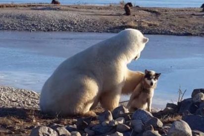 La espantosa verdad tras la escena del tierno oso polar que acaricia a un perro