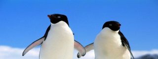 El ping&uuml;ino cornudo intenta matar al amante de su pareja