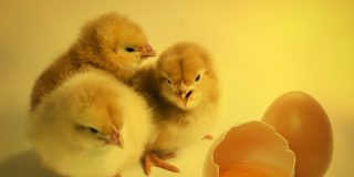 &iquest;Comes hasta 3 huevos al d&iacute;a? Pues mira lo que pasa en tu cuerpo...