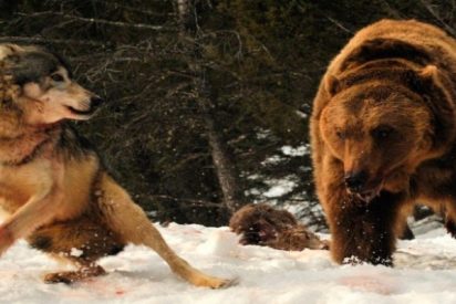 Cuando el hambre aprieta, el oso tambi&eacute;n ve al lobo como comida