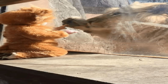As&iacute; reacciona un le&oacute;n cuando ve a un tierno ni&ntilde;o disfrazado de cachorro
