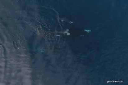 Ballenas devoran a un tibur&oacute;n blanco