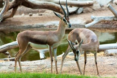 Un proyecto p&uacute;blico-privado presentado en Sevilla persigue la reintroducci&oacute;n de la gacela Cuvier en T&uacute;nez