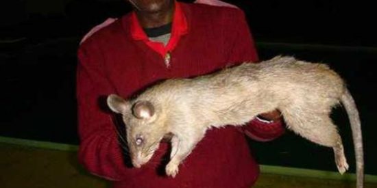 Unas ratas gigantes devoran a una ni&ntilde;a de 3 meses mientras su madre est&aacute; de copas