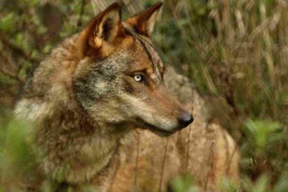 Junta y organizaciones agrarias pedir&aacute;n al Ministerio el cambio de r&eacute;gimen del lobo