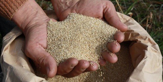  quinoa seca