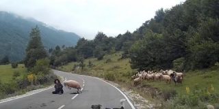 El carnero que ataca brutalmente y por sorpresa a su pastor