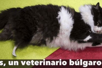 Te presentamos al primer &lsquo;gato bi&oacute;nico&rsquo; de la historia