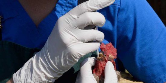 La OMS reporta la primera muerte de un ser humano por "gripe aviar"