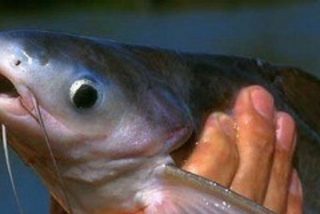 Panga