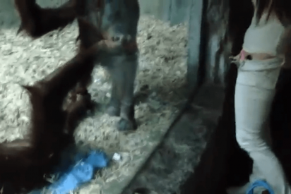 El chimpanc&eacute; babea con la chica que le seduce desde el otro lado del cristal