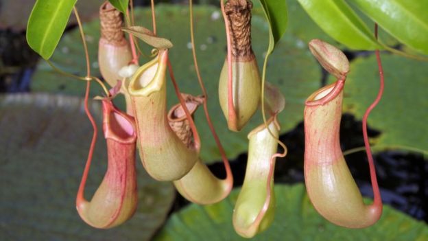 Planta carn&iacute;vora