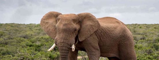 El elefante se enfada con la chica y de un trompazo la manda a hacer g&aacute;rgaras