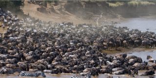 Nus y cebras cruzando río Mara