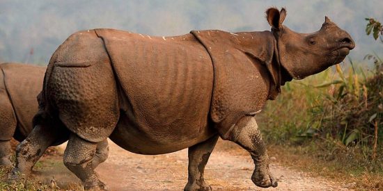 India: "Si ve un cazador furtivo de rinocerontes, m&aacute;telo... aqu&iacute; es legal"