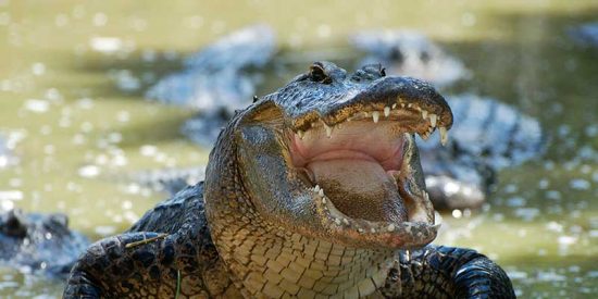 El terrible v&iacute;deo del feroz cocodrilo que se come a un perro vivo