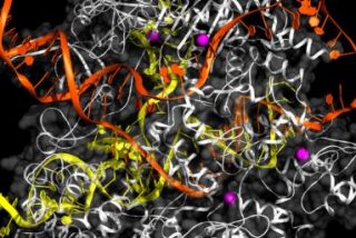 La batalla por la patente de la t&eacute;cnica de edici&oacute;n gen&oacute;mica ya tiene ganador