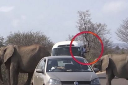 Muere aplastado por un elefante con el que quer&iacute;a hacerse un selfi