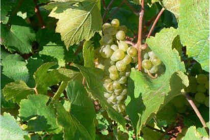 En el siglo XVII Las islas Canarias, eran el principal punto de exportación de vinos de España