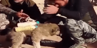 El v&iacute;deo del tembloroso perrito que el ISIS carga de bombas contra sus enemigos