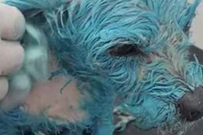 Ba&ntilde;an a una perrita en pintura azul, le hacen beber disolvente y la tiran a un dep&oacute;sito de agua