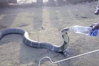 [V&Iacute;DEO] La enorme cobra asesina que bebe mansamente de una botella de agua