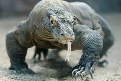 Drag&oacute;n de Komodo