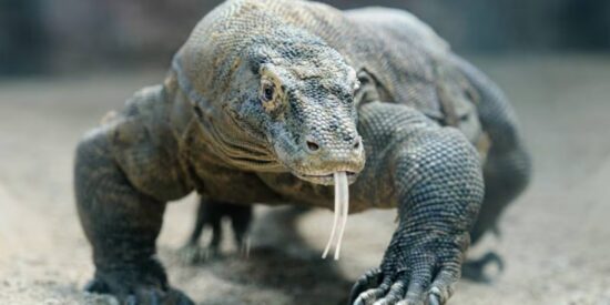 Drag&oacute;n de Komodo