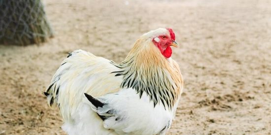 'Goliath', el gallo-dinosaurio que arrasa en las redes sociales
