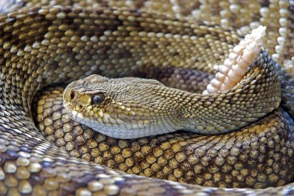 Cuando una serpiente de cascabel mordi&oacute; a un chaval en un parque de Madrid
