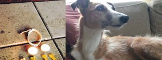 Rinden homenaje a Iggy, el perro de rescate que muri&oacute; en el atentado de Estocolmo