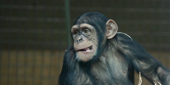 Chimpancñe, mono, simio