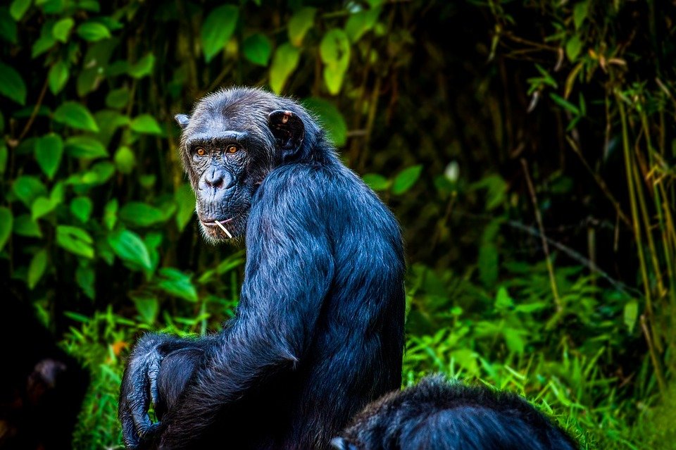 Científicos observan los primeros ataques letales de chimpancés sobre gorilas