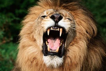 El fiero le&oacute;n dom&eacute;stico que ha atacado a un ni&ntilde;o de once a&ntilde;os