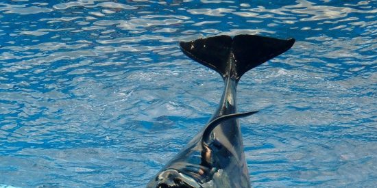 Orca