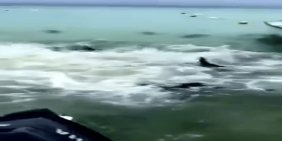 Esto es lo que pasa cuando lanzan un at&uacute;n gigante a tiburones hambrientos