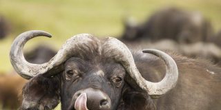 La venganza de los b&uacute;falos contra dos leones abusones