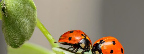 Desvelan el secreto que se esconde detr&aacute;s de las alas plegables de las mariquitas