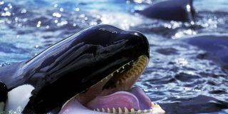 Ballenas asesinas: Cuando la jaur&iacute;a de orcas ataca en masa a la ballena azul