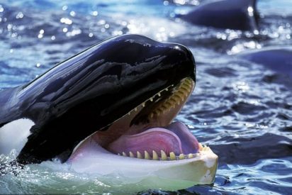 Ballenas asesinas: Cuando la jaur&iacute;a de orcas ataca en masa a la ballena azul
