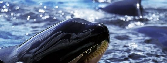 Ballenas asesinas: Cuando la jaur&iacute;a de orcas ataca en masa a la ballena azul